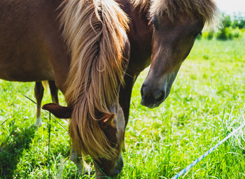 Close-up of horse on grassy field