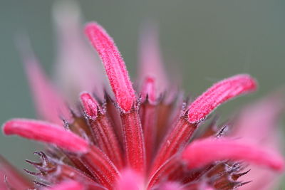 Close-up of pink flower