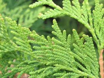 Close-up of green leaves