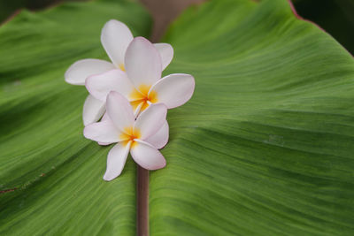 Close-up of white flowering plant