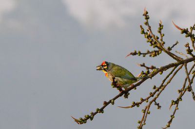 Bird perching on tree