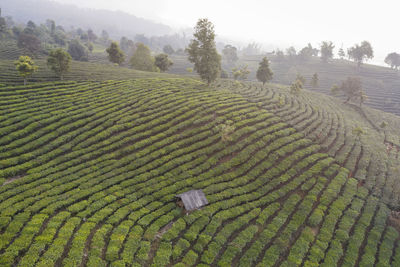 Aerial view of the remote nuogang dai village in lancang, yunnan - china