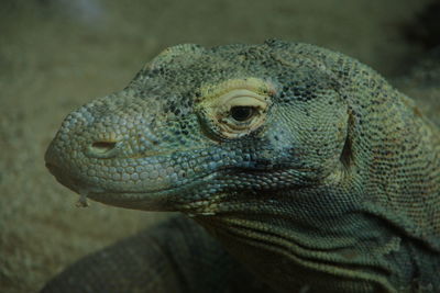 Komodo dragon, an endangered monitor lizard from indonesia