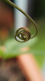 Close-up of caterpillar on leaf