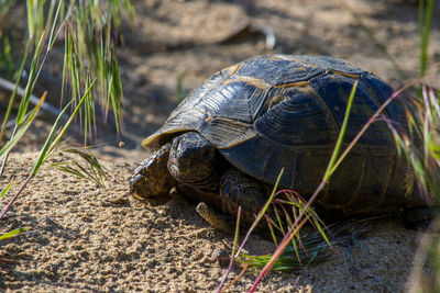 Close-up of turtle on field