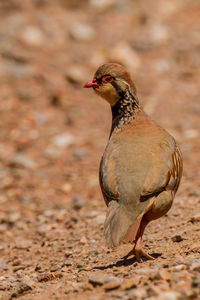 Close-up of a bird perching on a field