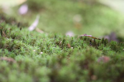 Close-up of grass on field