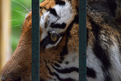 Close-up of siberian tiger in cage looking away at zoo