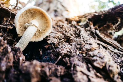 Close-up of mushroom growing on tree trunk