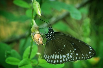 Close-up of butterfly on leaf