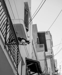 Low angle view of cat on building