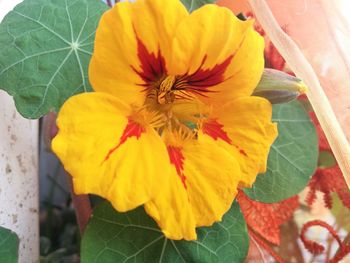 Close-up of yellow flowers blooming outdoors