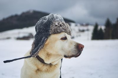 Close-up of dog looking away in snow