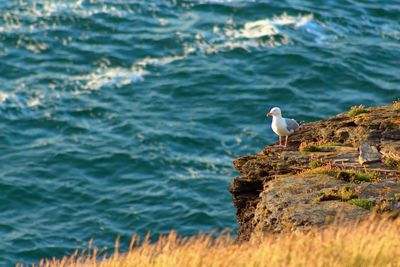 Seagull perching on sea