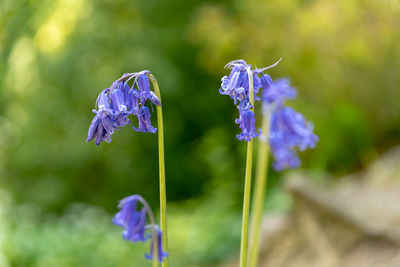 Close-up of purple flowering plants