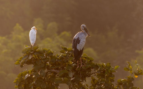 Birds perching on branch