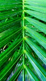 Full frame shot of palm leaves