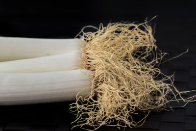 Close-up of plant growing on table against black background