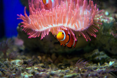 Nemo clownfish