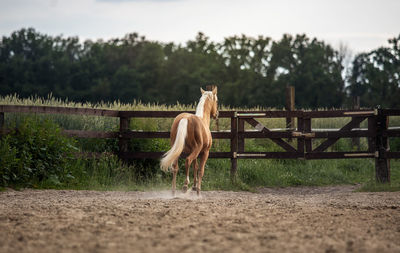 View of horse in ranch