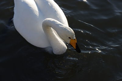 Close-up of swan swimming in lake