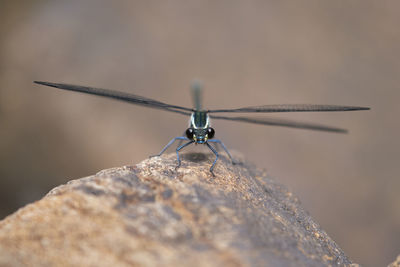 Close-up of insect on rock