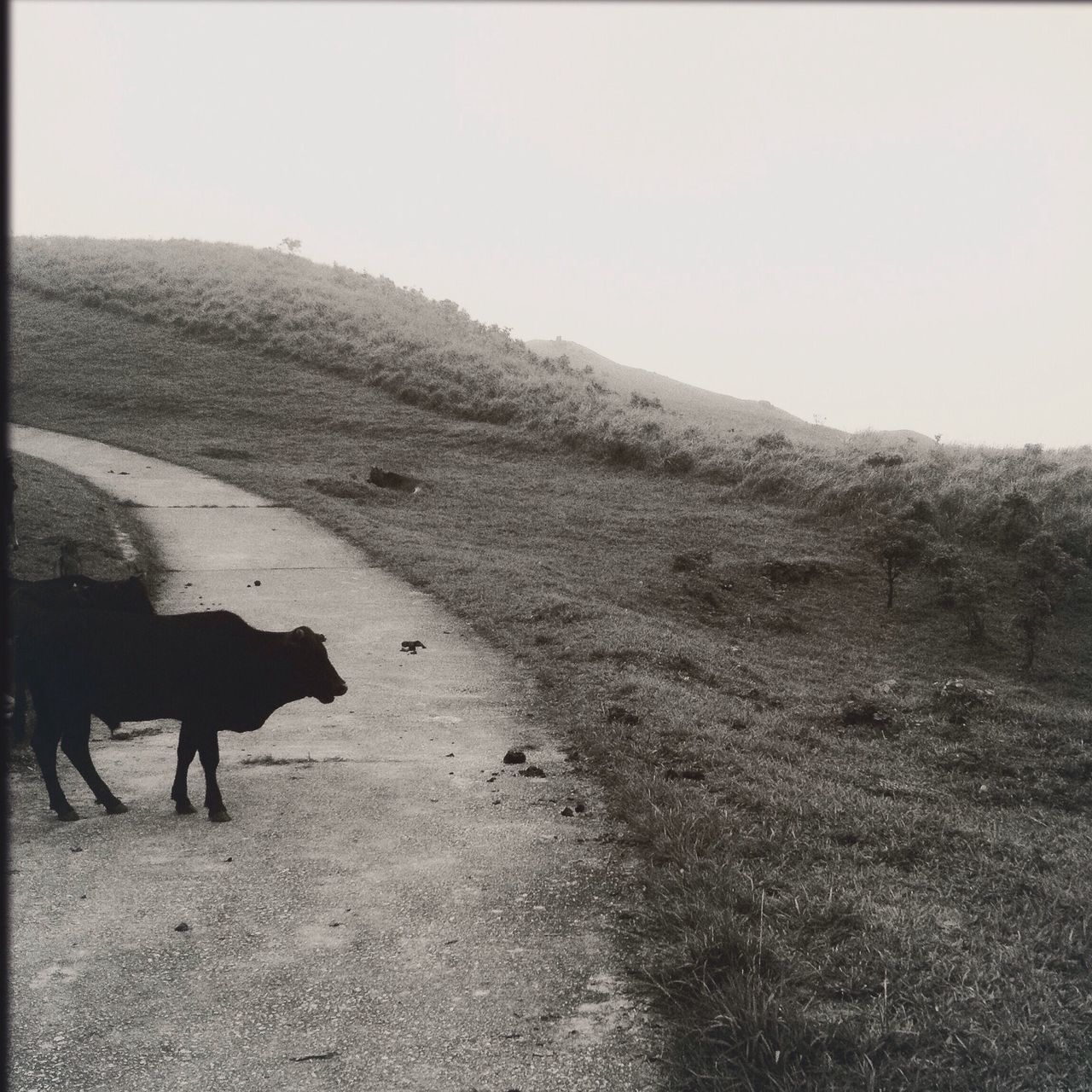 domestic animals, animal themes, mammal, one animal, transfer print, clear sky, pets, dog, auto post production filter, walking, landscape, full length, field, standing, copy space, grass, tranquility, nature, tranquil scene, day