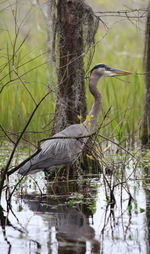 Reflection of trees in water