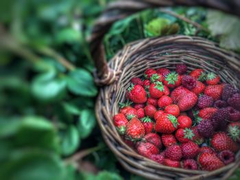 Close-up of berries in basket