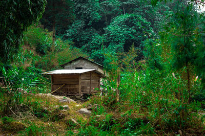 House in forest