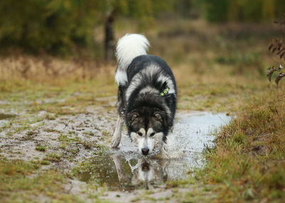 Dog drinking water on field