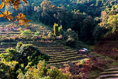 High angle view of trees on field