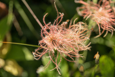 Close-up of wilted plant