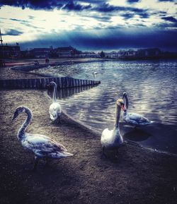 Swan swimming in lake against sky