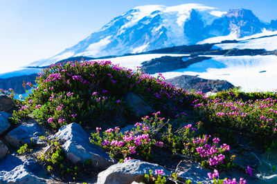 Close-up of pink flowering plant against mountain