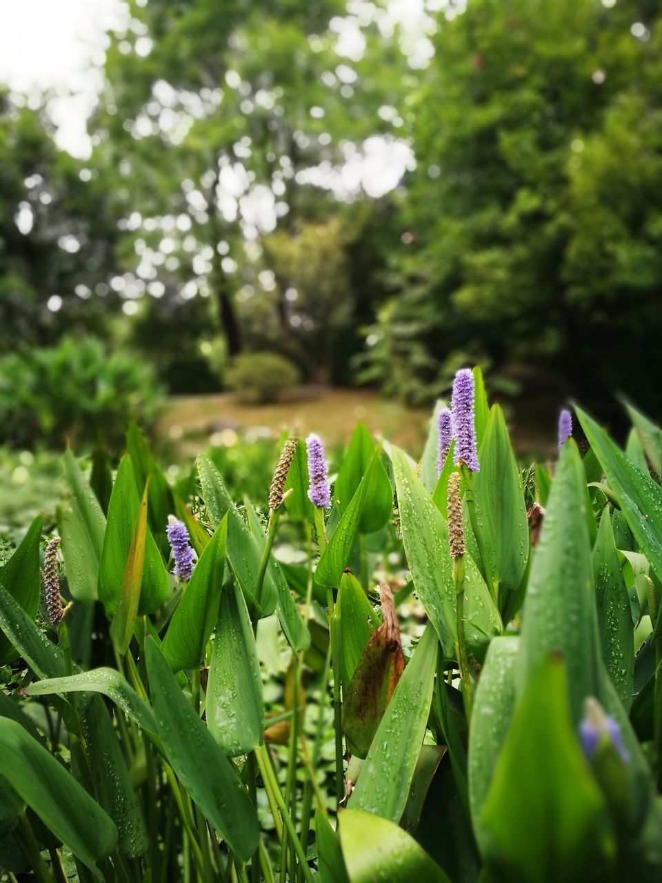 CLOSE-UP OF PLANTS