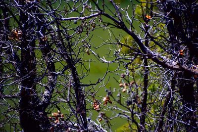 Close-up of flower tree