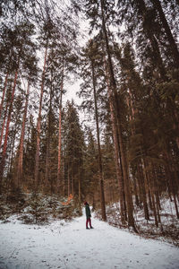 Rear view of woman walking in forest