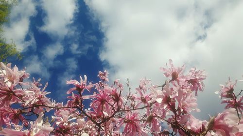 Flowering tree against sky