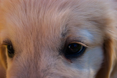 Close-up portrait of a dog