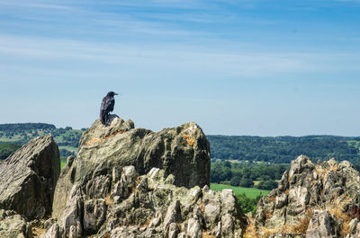 High angle view of bird perching on rock