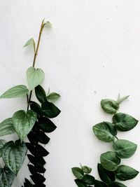 Close-up of leaves on wall, climbing plant