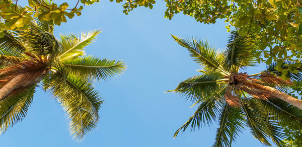 Low angle view of palm tree against sky