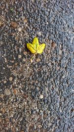 High angle view of yellow plant