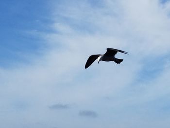 Low angle view of bird flying against sky