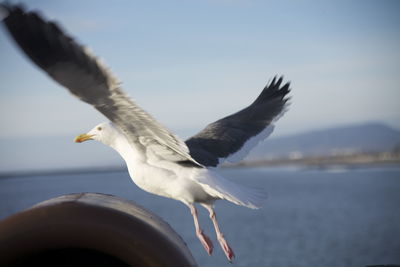 Close-up of seagull flying over sea against sky