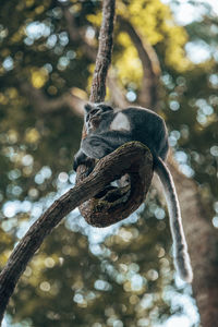 Low angle view of monkey on tree