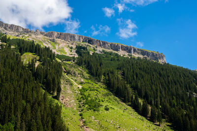 Panoramic shot of trees on mountain against sky