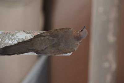 Close-up of lizard on wall