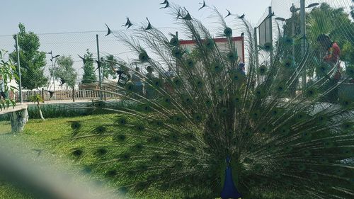 View of peacock on field